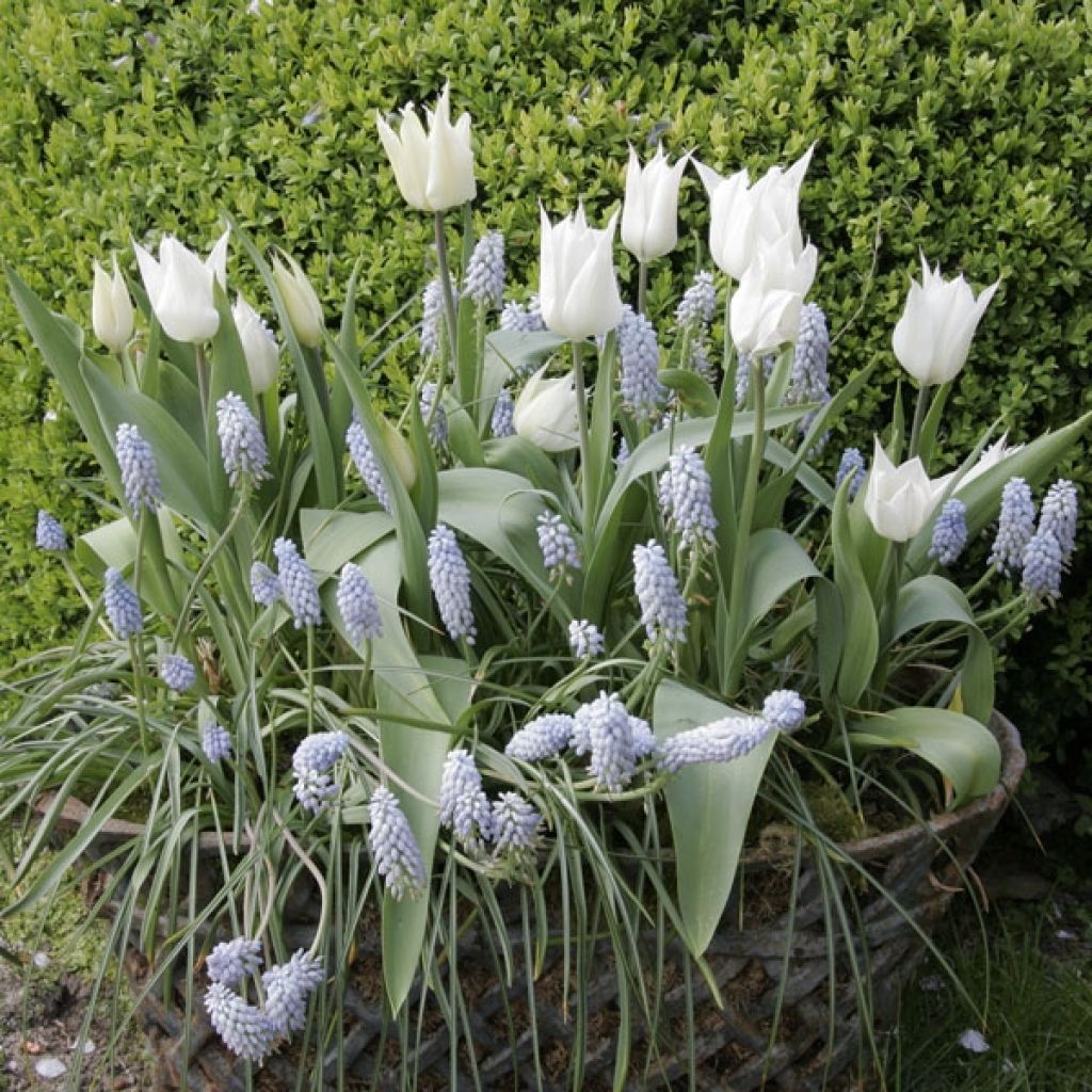 Tulipe Fleur de lis Sapporo