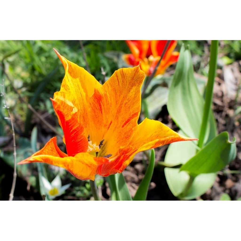 Tulipán flor de lis Vendée Globe