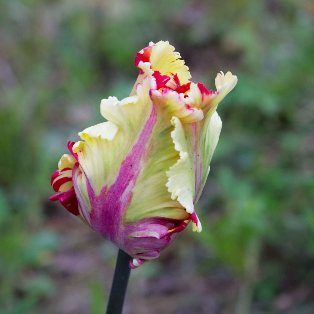 Tulipán Papagayo Flaming Parrot