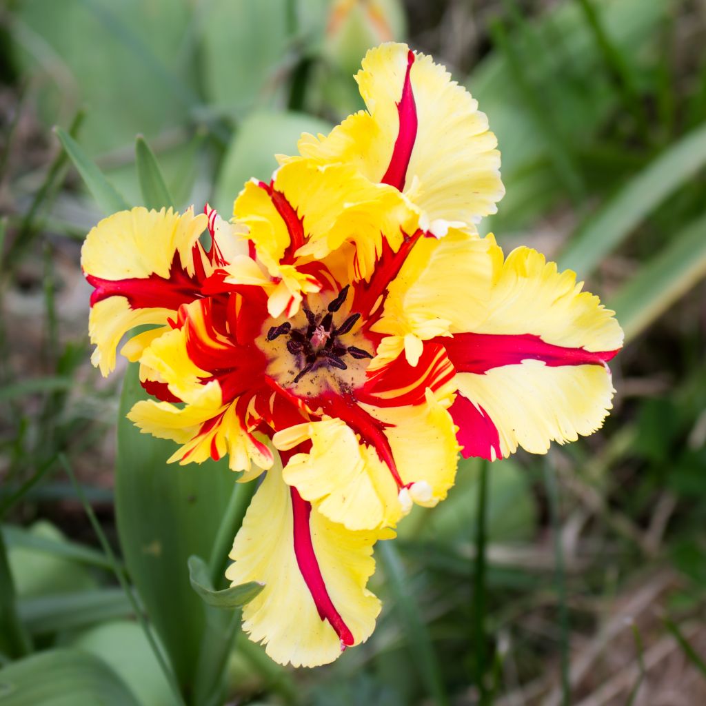 Tulipán Papagayo Flaming Parrot