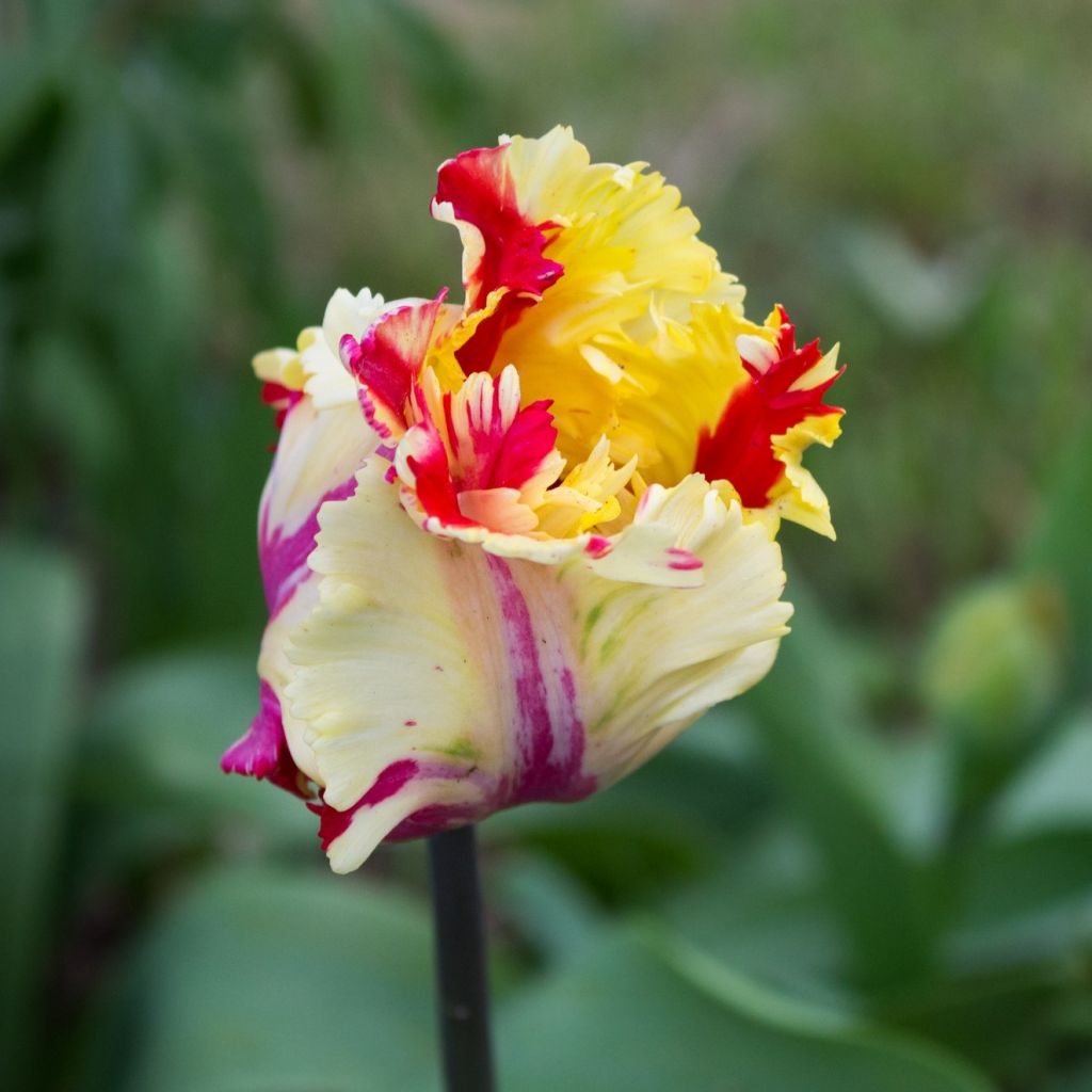 Tulipán Papagayo Flaming Parrot