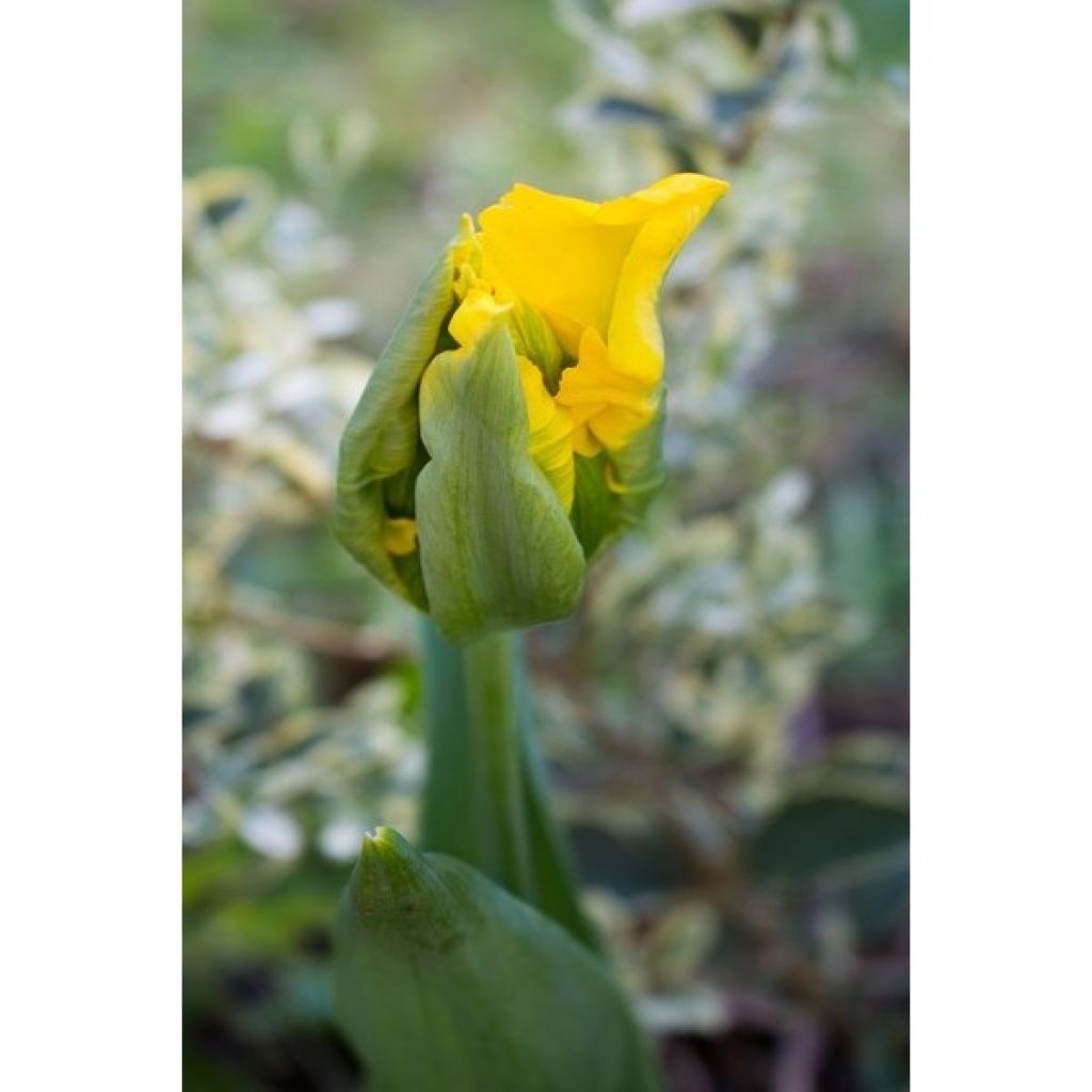 Tulipán Papagayo Yellow Sun