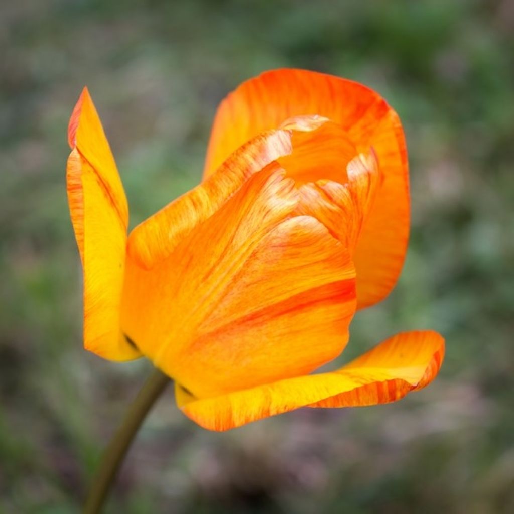 Tulipán simple de flor temprana Generaal De Wet