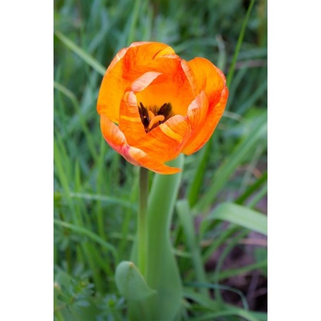 Tulipán simple de flor temprana Generaal De Wet