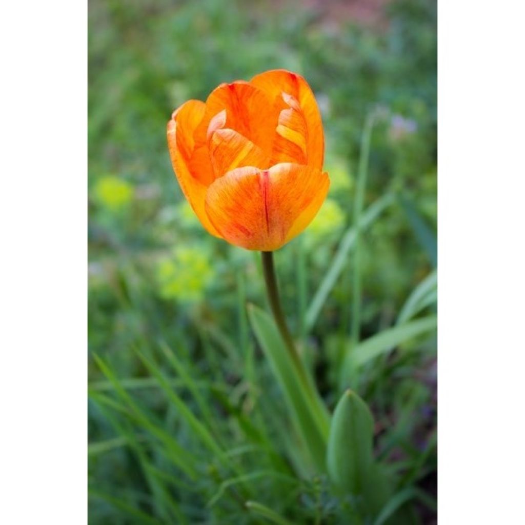 Tulipán simple de flor temprana Generaal De Wet