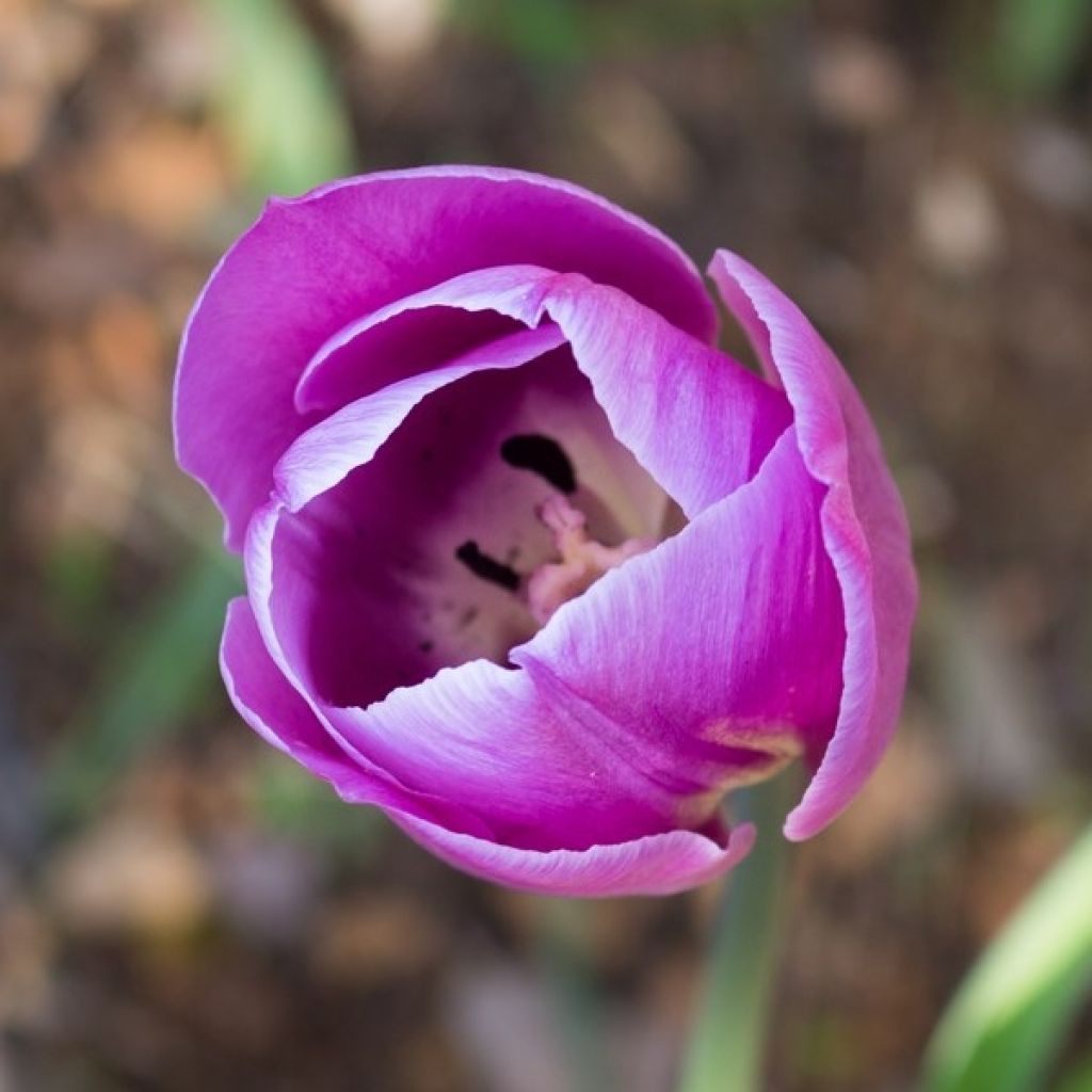 Tulipán simple de flor tardía Violet Beauty