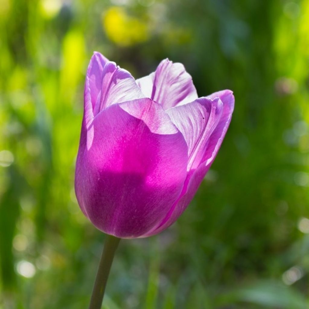 Tulipán simple de flor tardía Violet Beauty