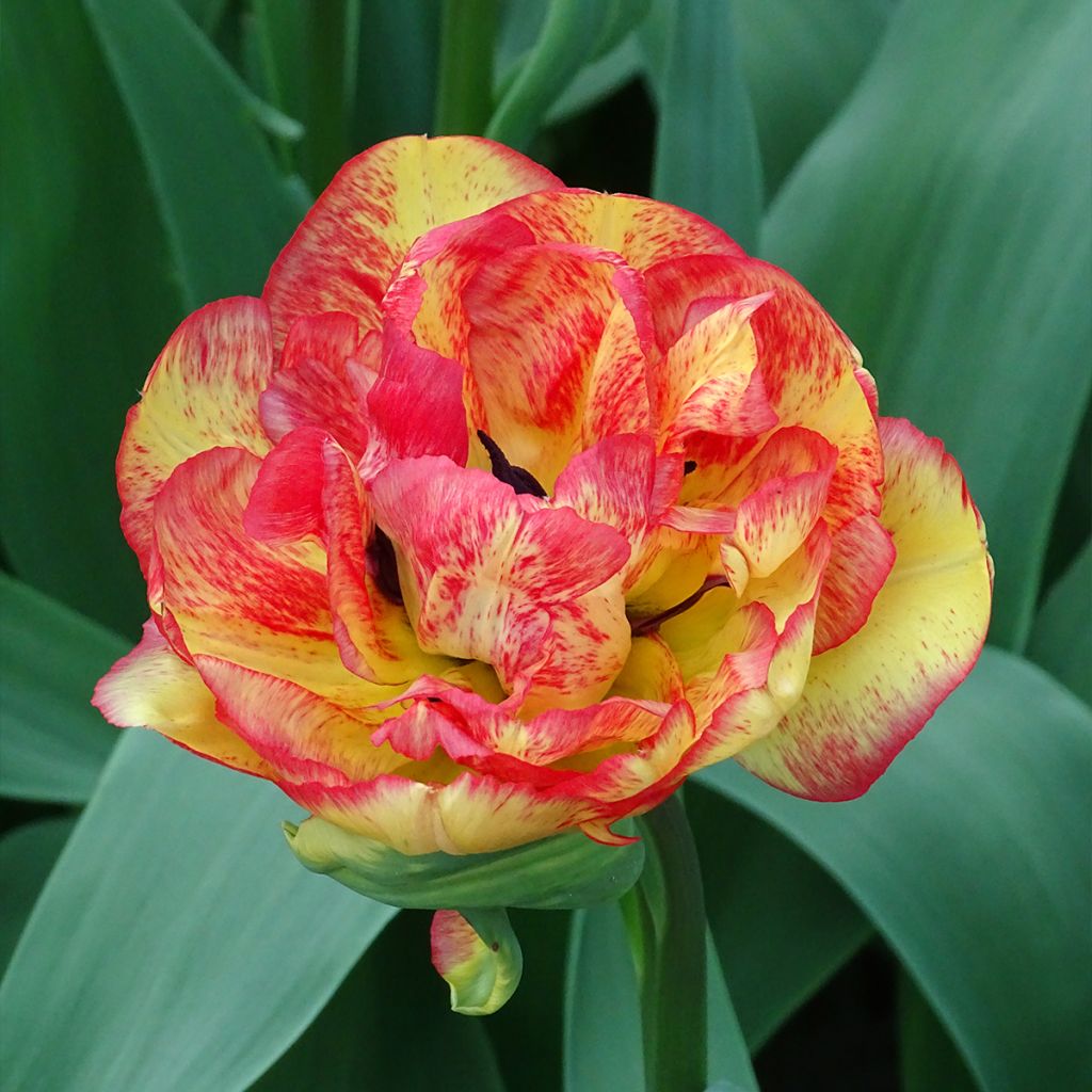 Tulipán doble de flor tardía Sundowner