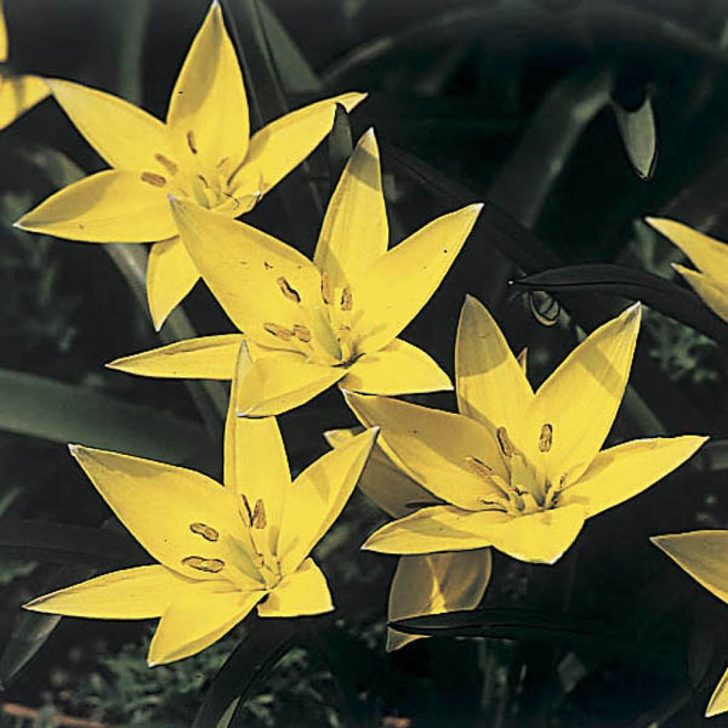 Tulipe Botanique sylvestris