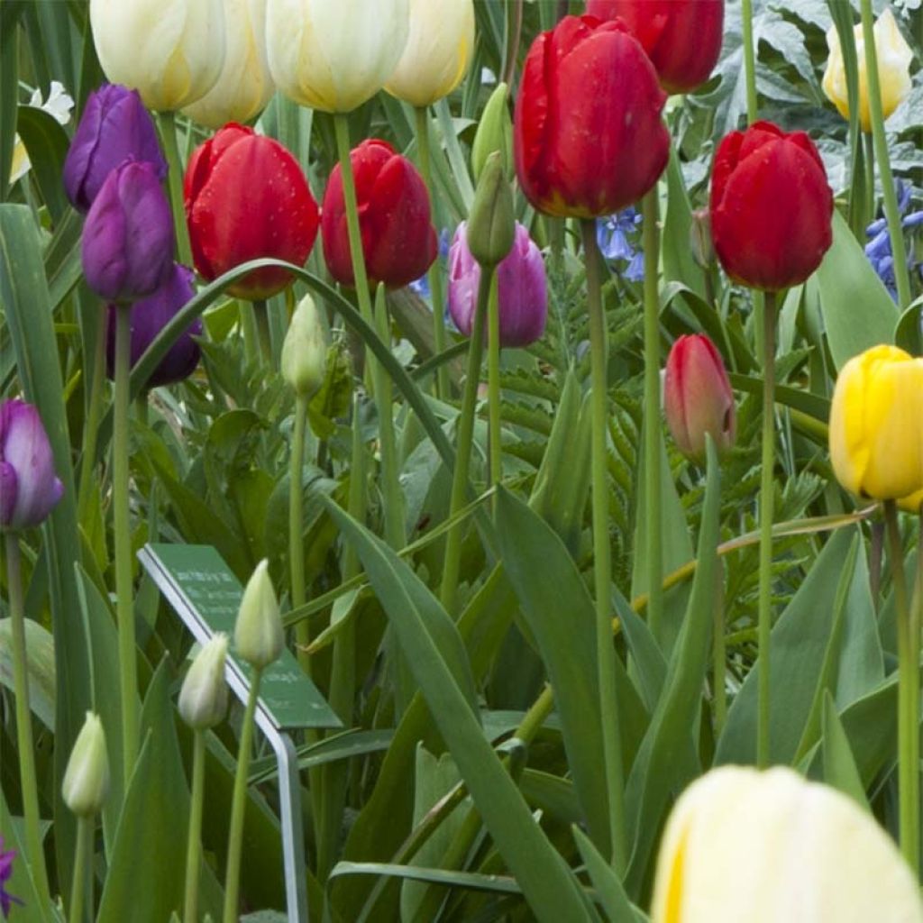 Tulipán Triunfo Ile de France