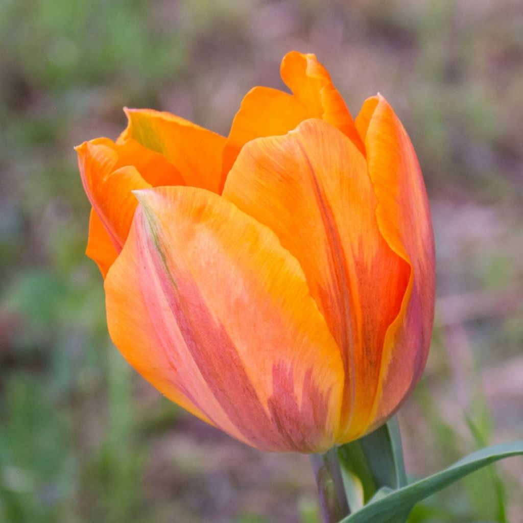 Tulipán Triunfo Princesse Irène