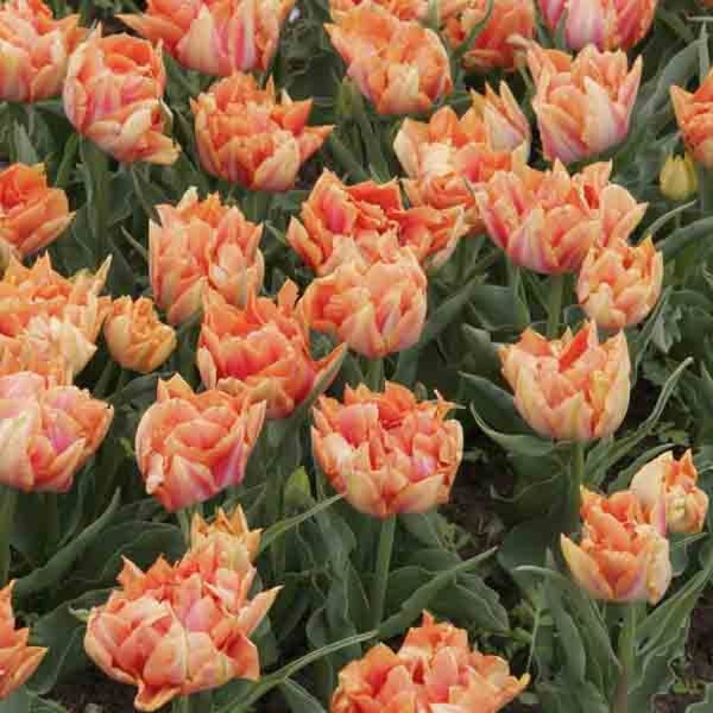 Tulipe Double Hâtive Willem van Oranje