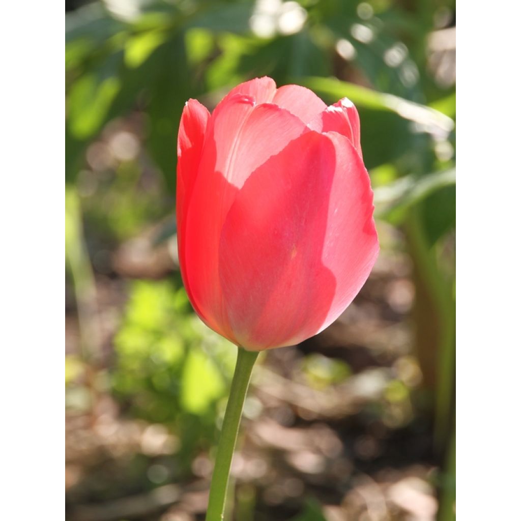 Tulipán híbrido Darwin Apeldoorn