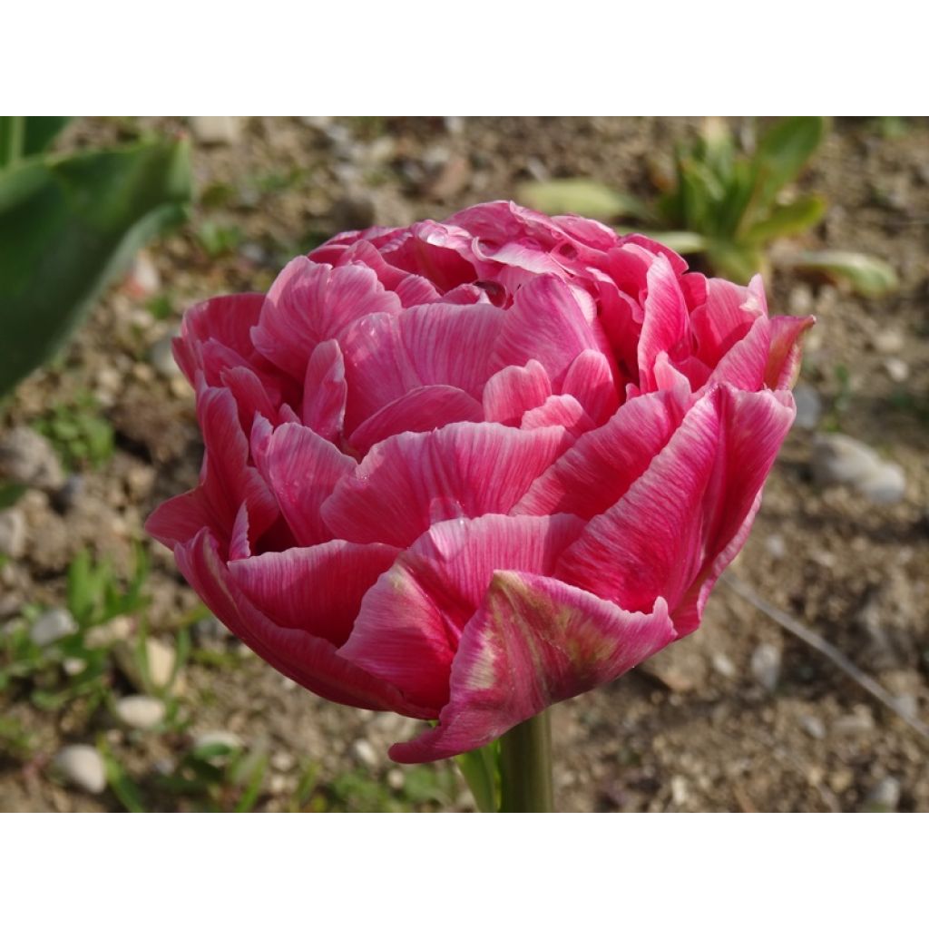 Tulipán doble de flor tardía Aveyron