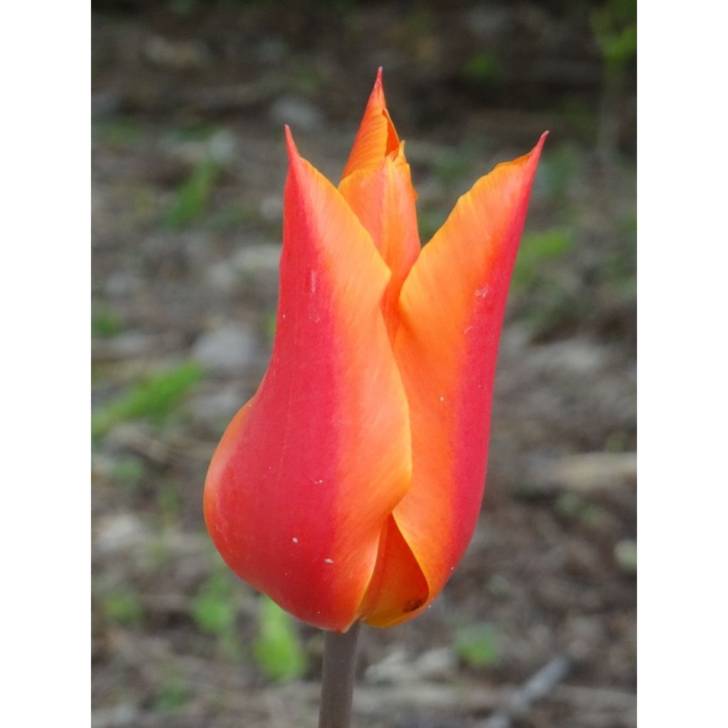 Tulipán flor de lis Ballerina