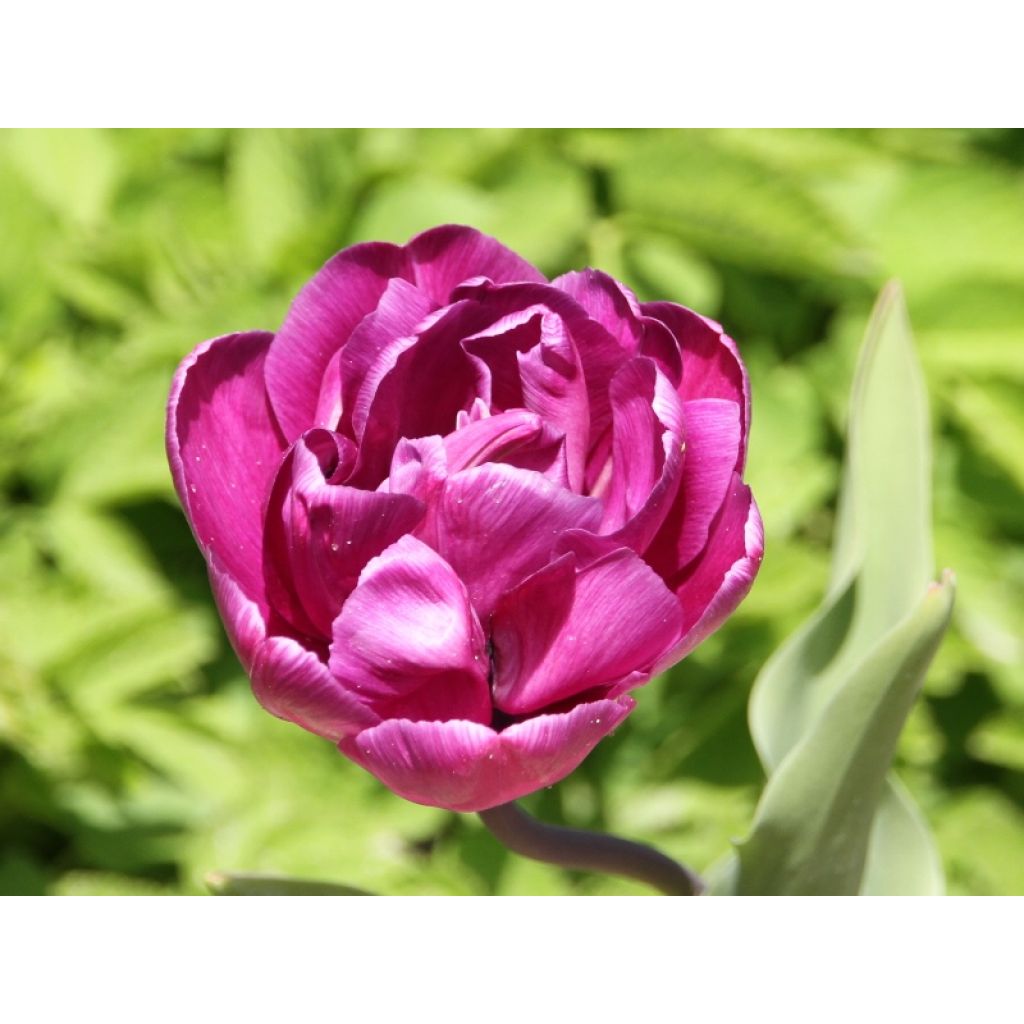 Tulipán doble de flor tardía Diamant Bleu