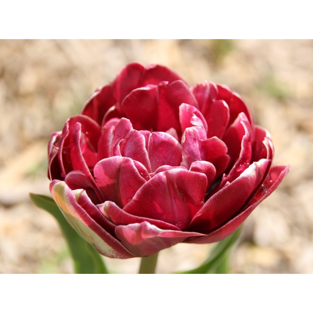 Tulipán doble de flor tardía Dream touch