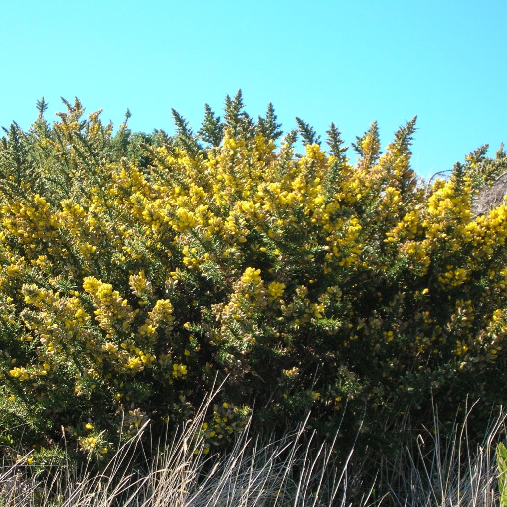 Ulex europaeus - Tojo