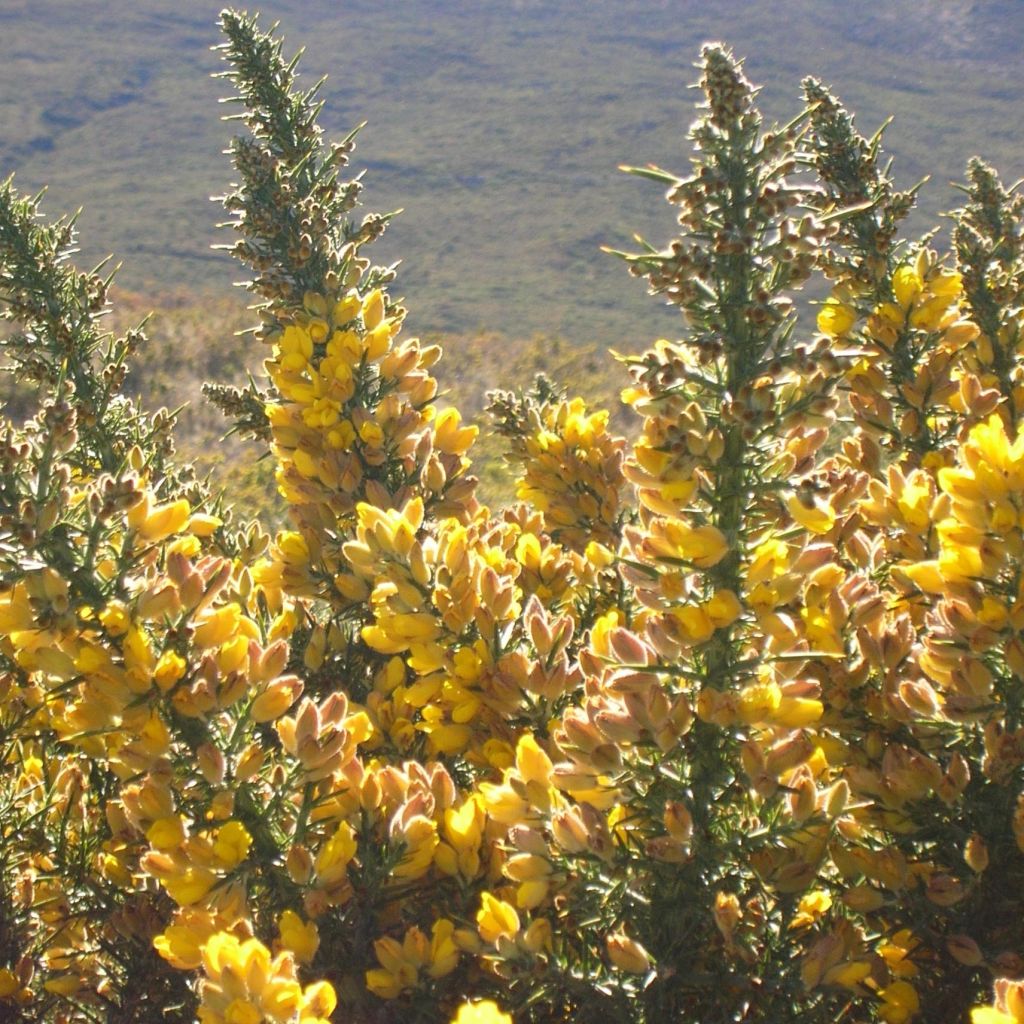 Ulex europaeus - Tojo