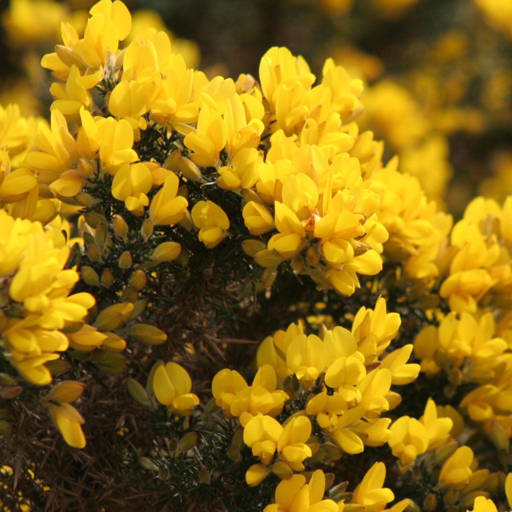 Ulex europaeus - Tojo