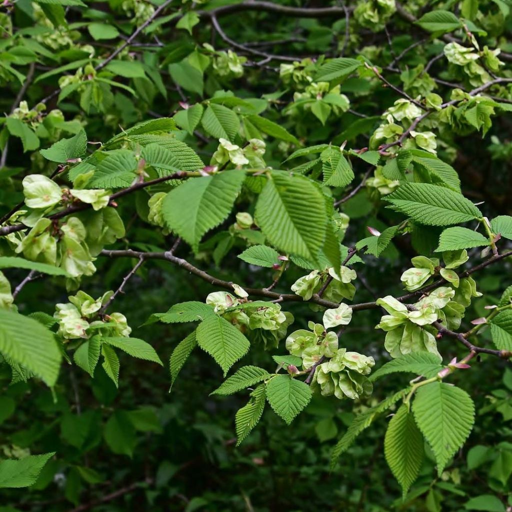 Ulmus glabra - Olmo