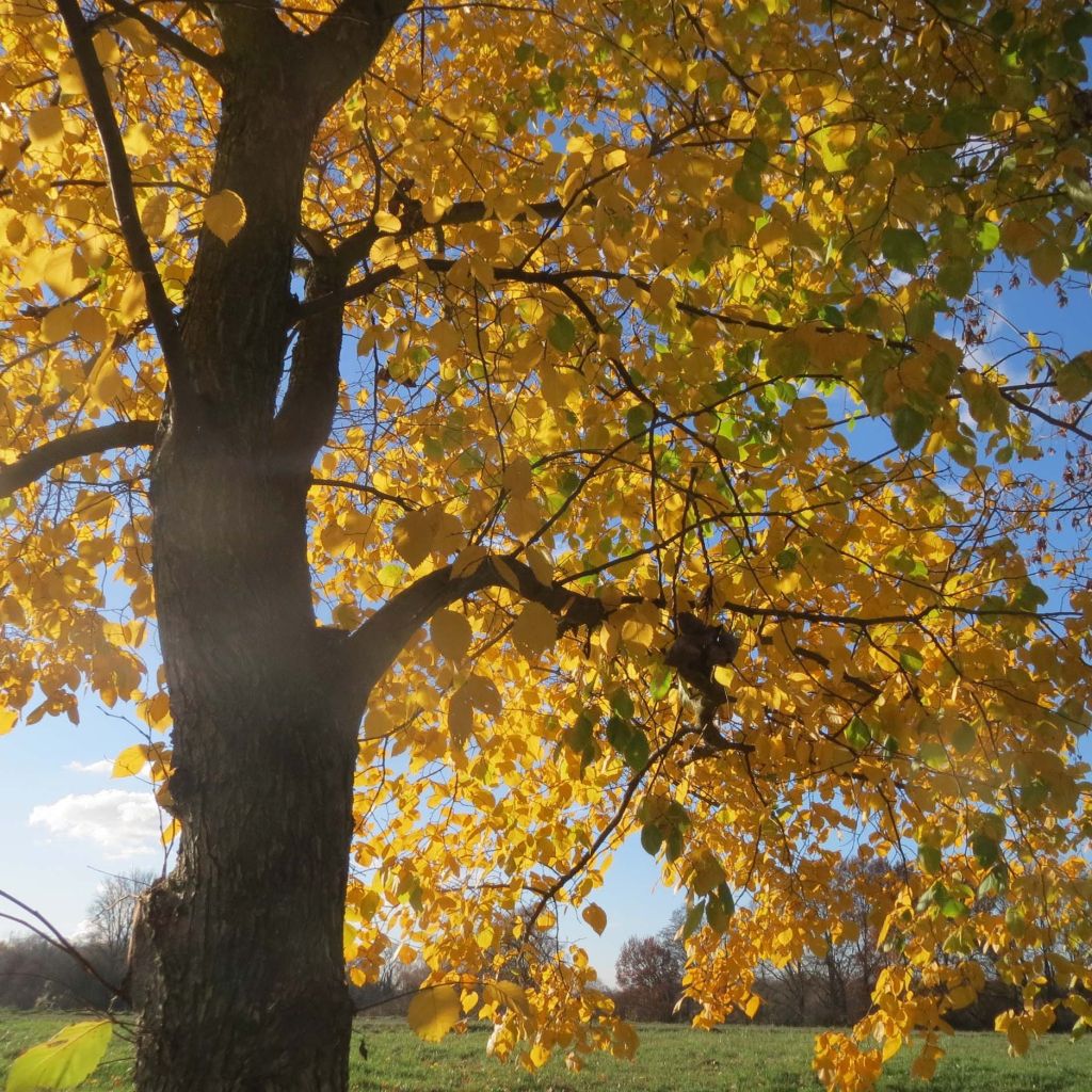 Ulmus glabra - Olmo