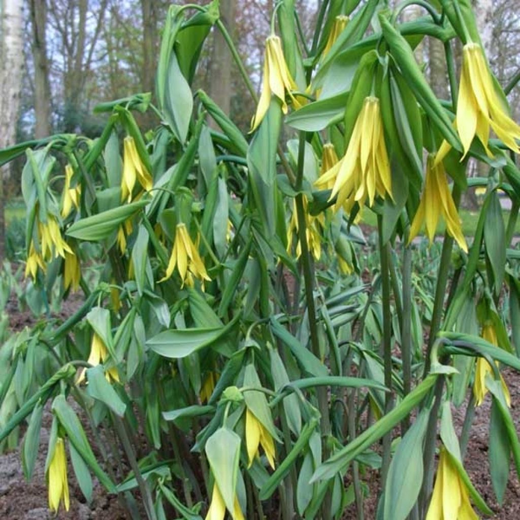 Uvularia grandiflora