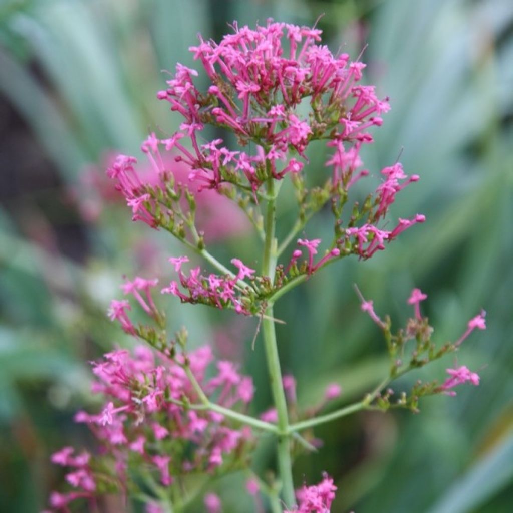 Centranthus ruber - Hierba de San Jorge