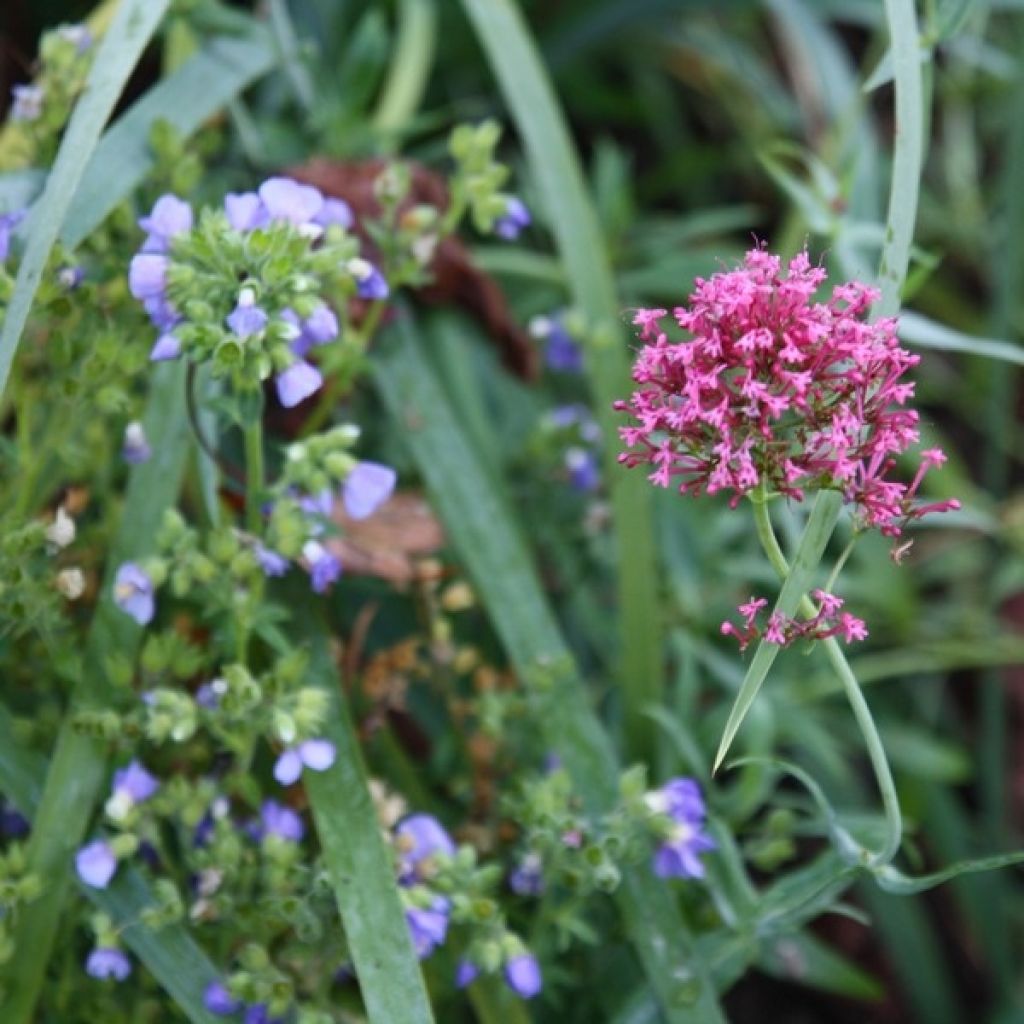 Centranthus ruber - Hierba de San Jorge