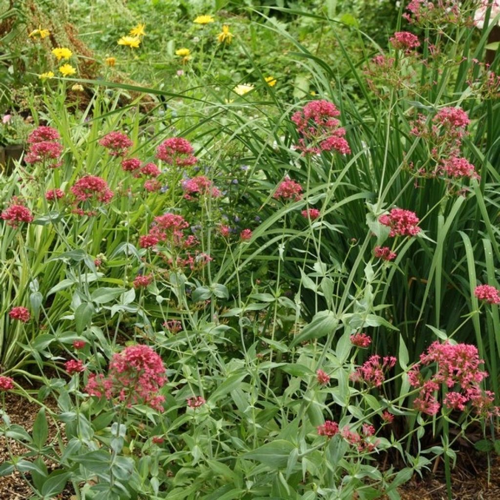 Centranthus ruber - Hierba de San Jorge