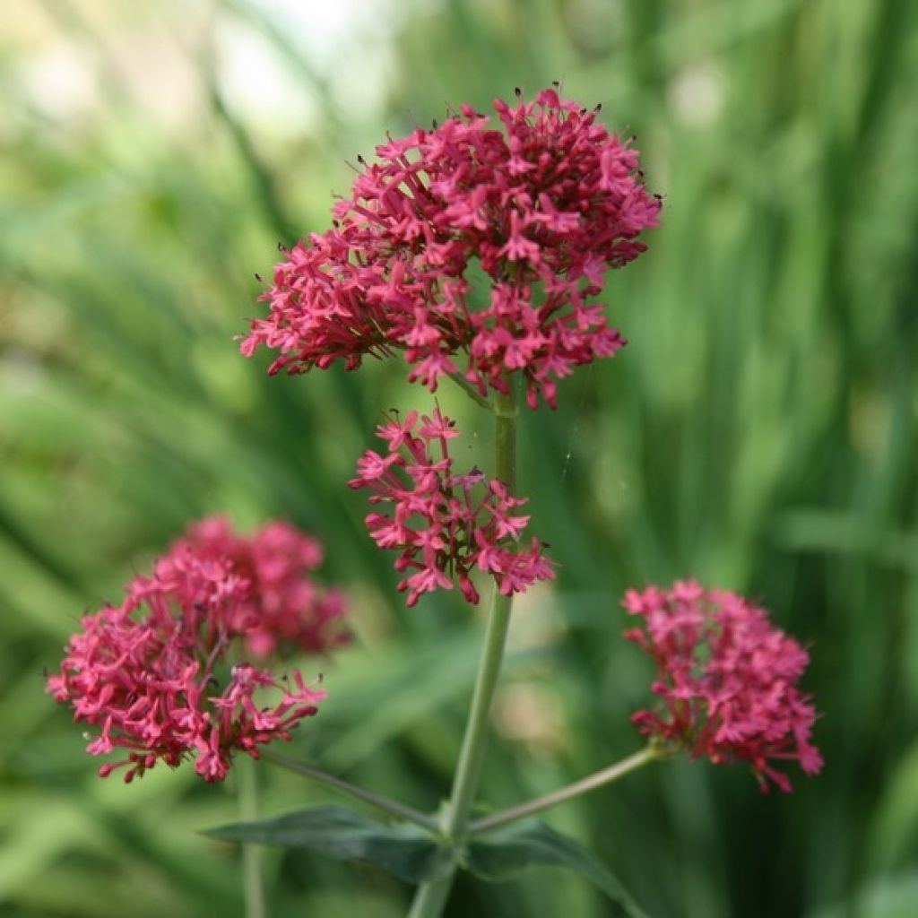 Centranthus ruber - Hierba de San Jorge