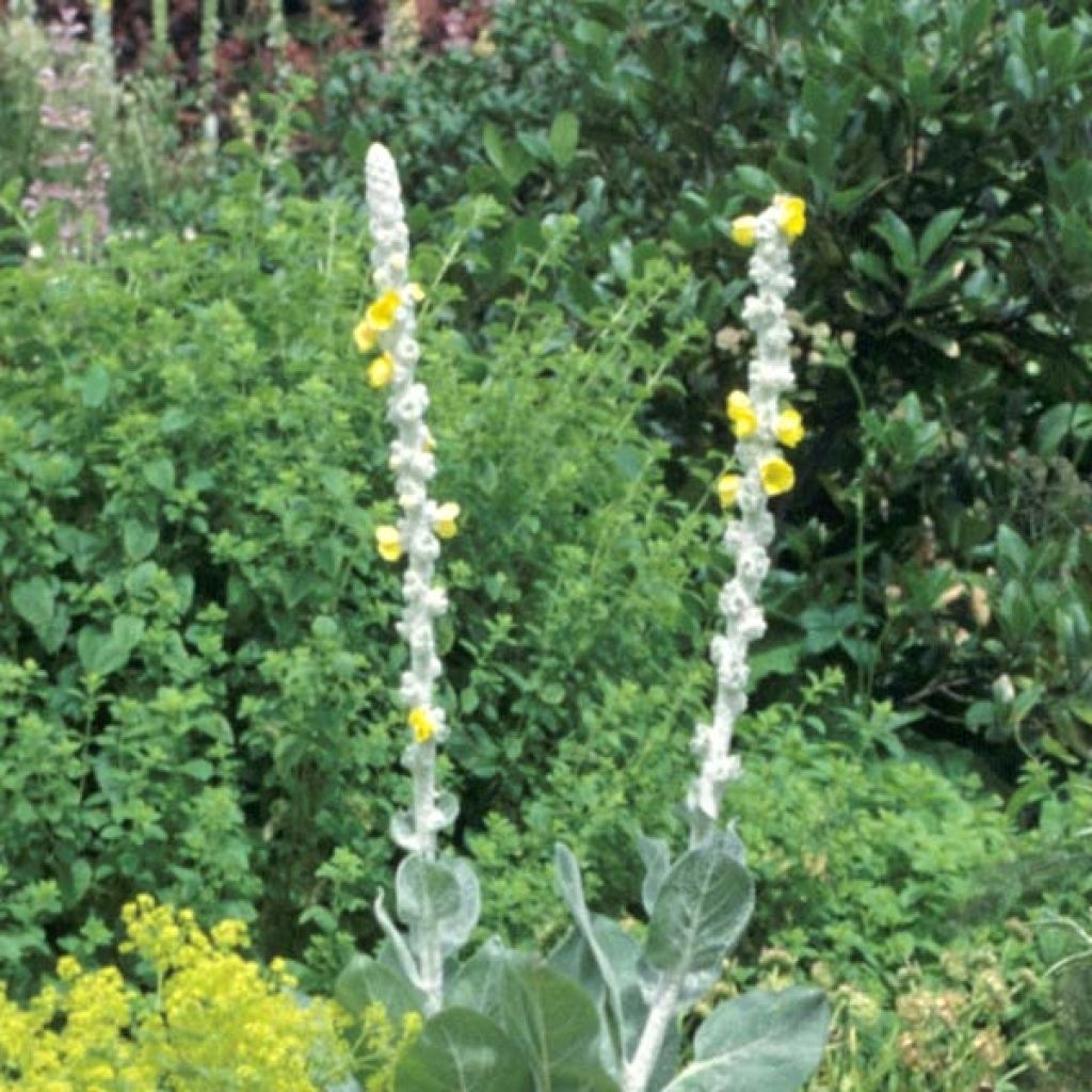 Verbascum, Molène bom. Polarsommer