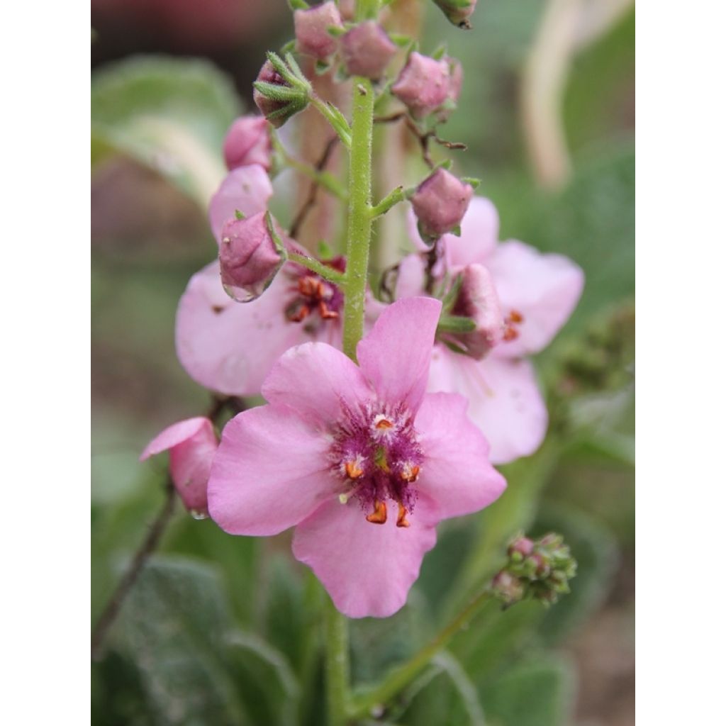 Verbascum Rosie