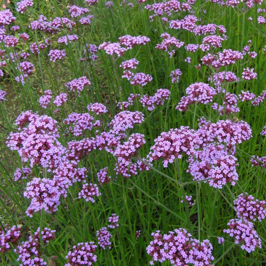 Hierba mora - Verbena bonariensis