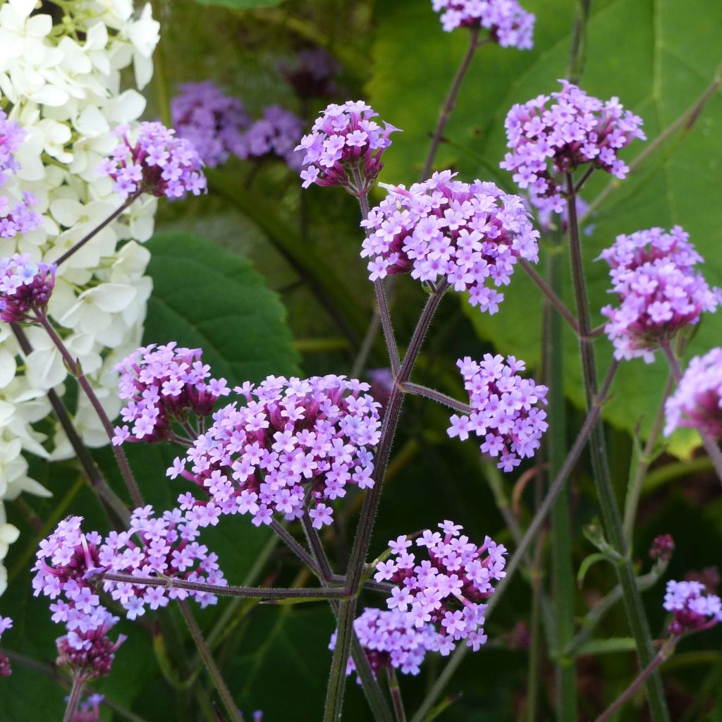 Hierba mora - Verbena bonariensis