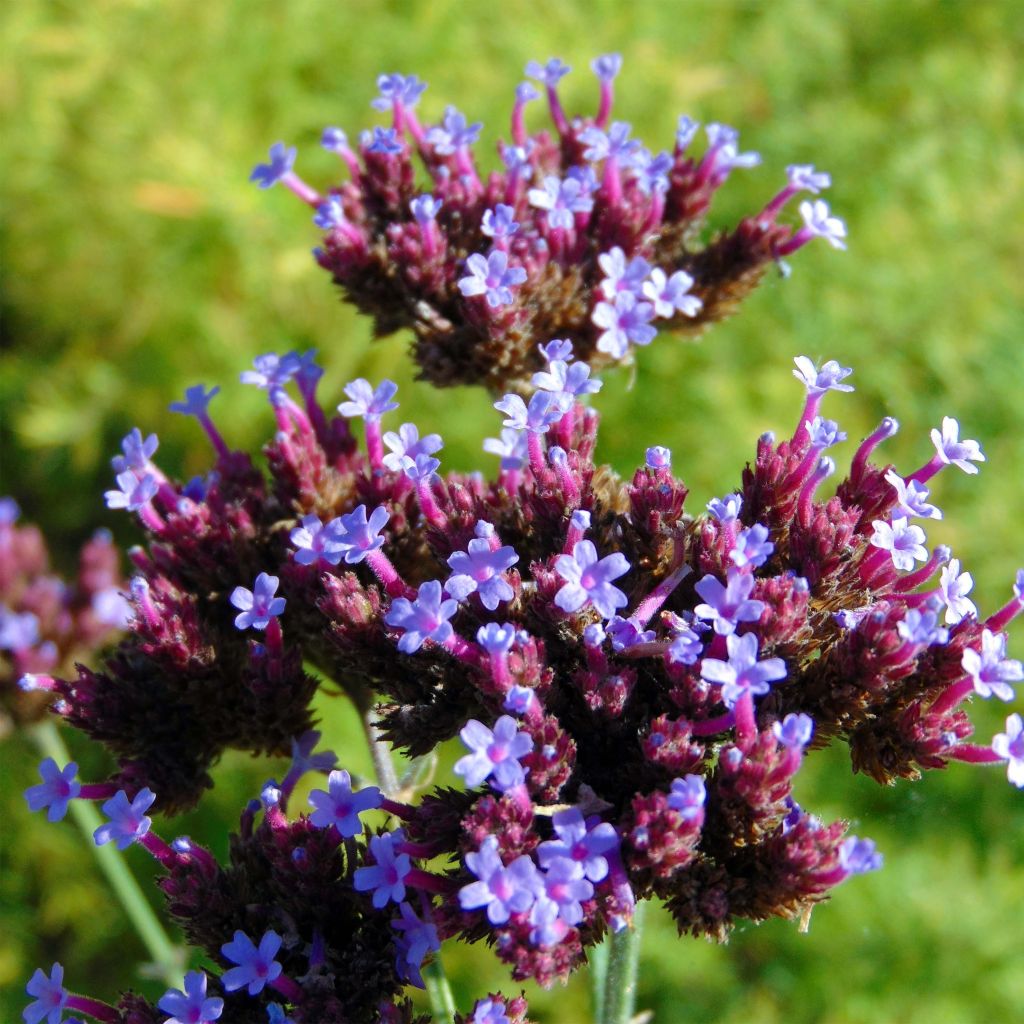 Hierba mora - Verbena bonariensis