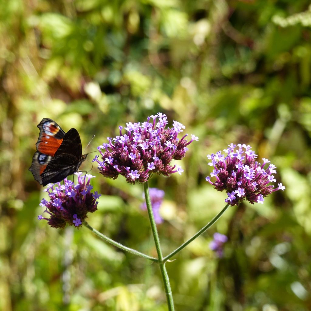 Hierba mora - Verbena bonariensis