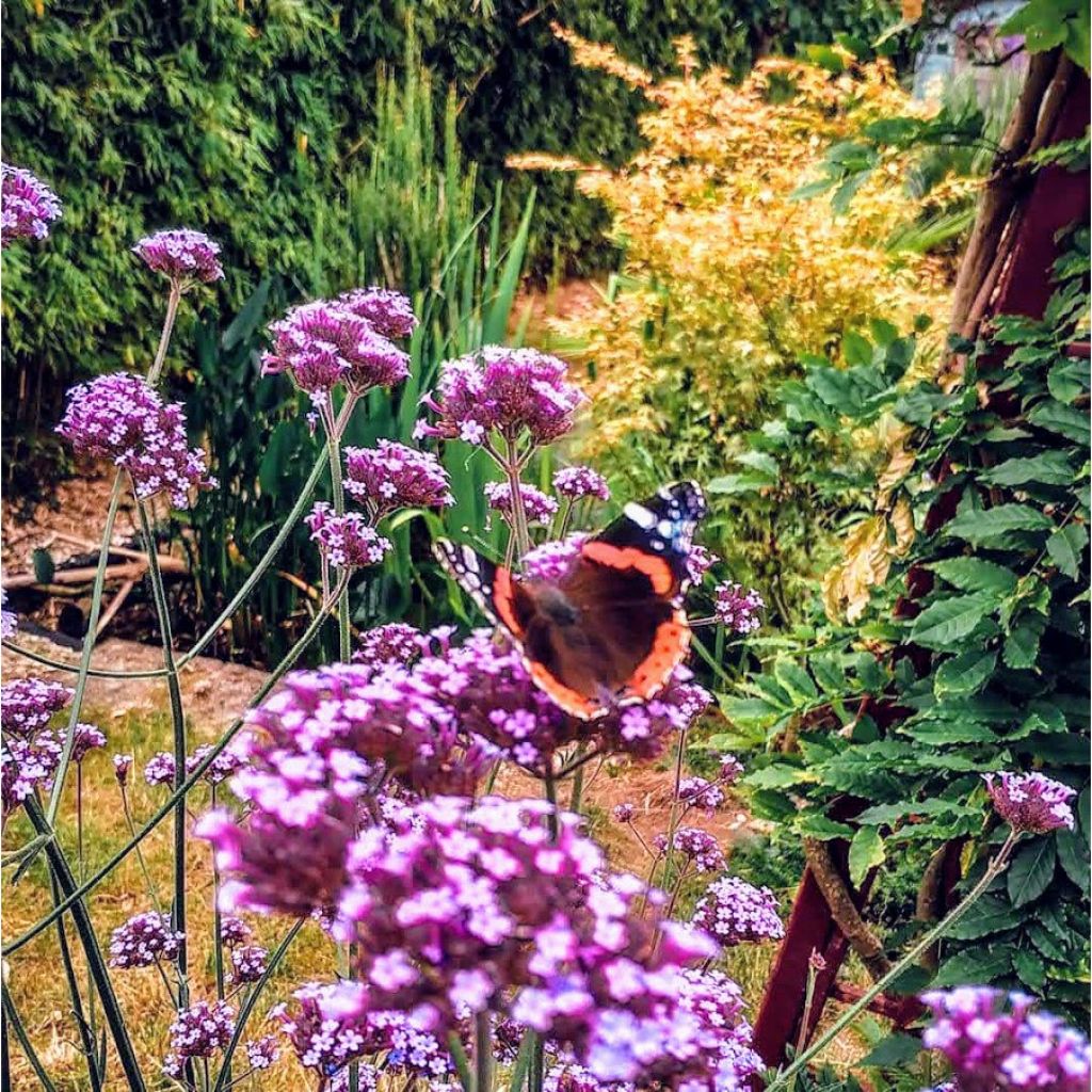 Hierba mora - Verbena bonariensis