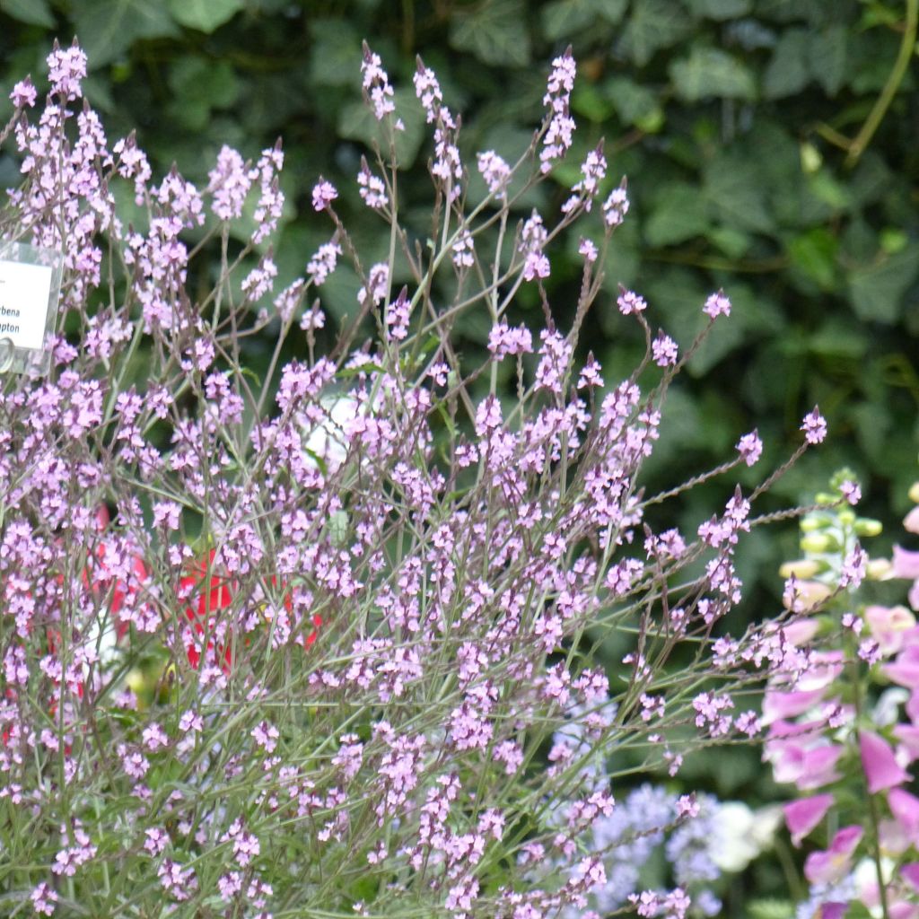 Verbena Bampton - Verbena officinalis