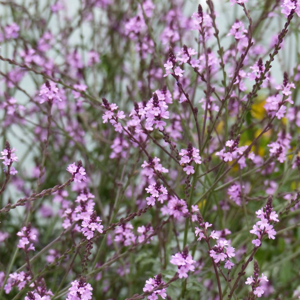 Verbena Bampton - Verbena officinalis