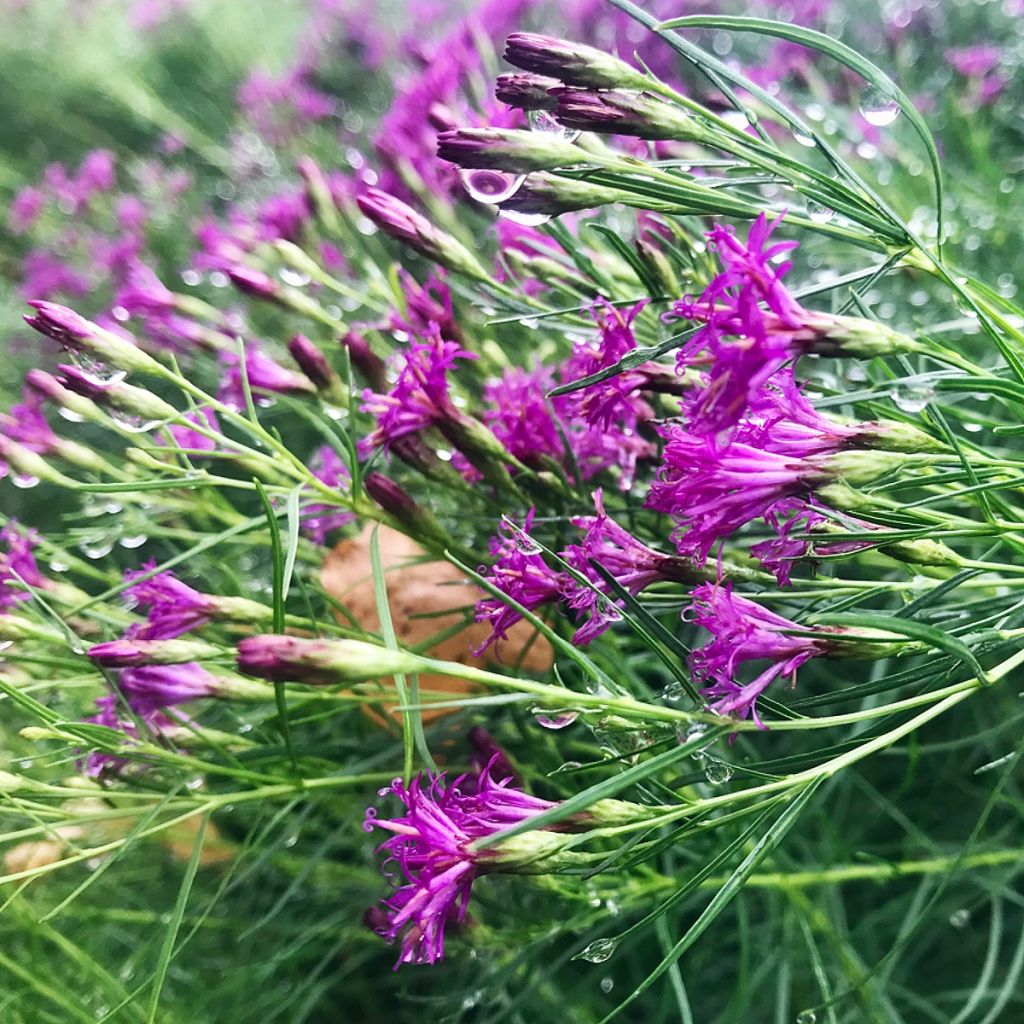 Vernonia lettermannii