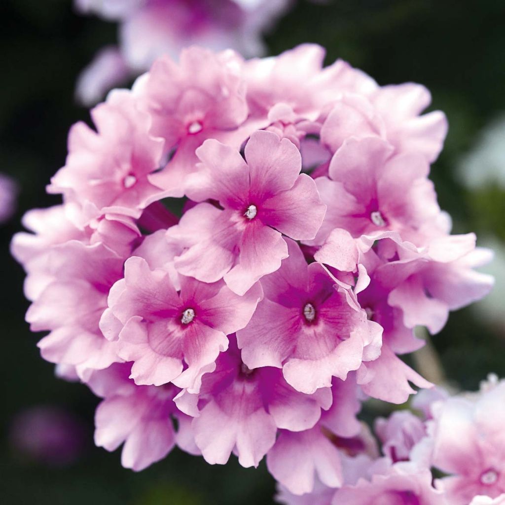 Verbena Endurascape Pink Bicolour