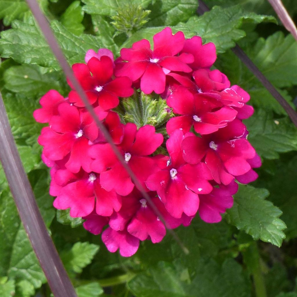 Verbena Virgo Burgundy