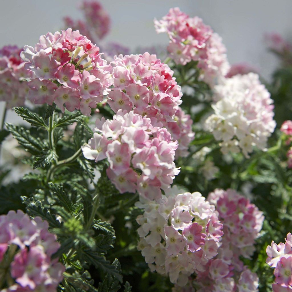 Verbena Estrella Pink Ballet