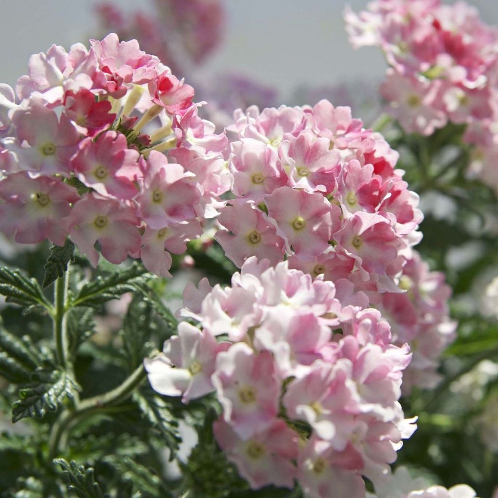 Verbena Estrella Pink Ballet