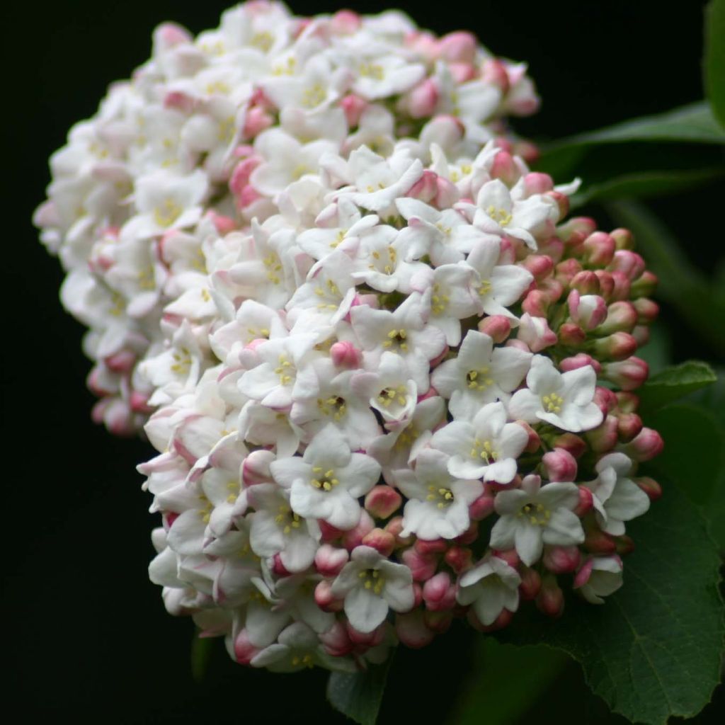 Viburnum carlcephalum - Viburno