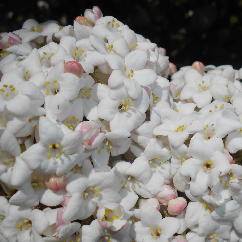 Viburnum carlcephalum - Viburno