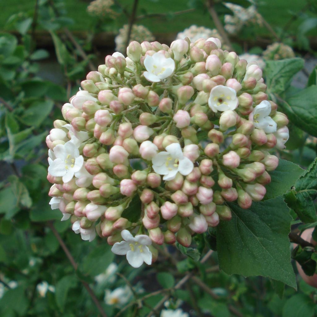 Viburnum carlcephalum - Viburno