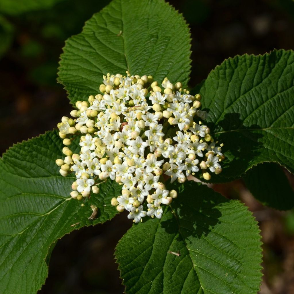 Viburnum lantana - Morrionera