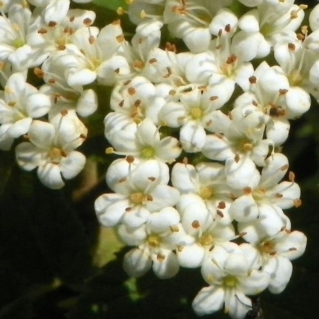 Viburnum lantana - Morrionera